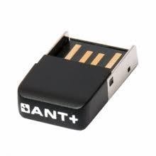 saris_ant+2